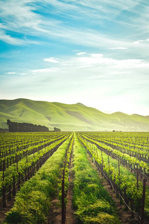 Agroindustria y Viñas